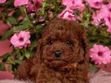 Sağlıklı aşılı ve sosyal Toy Poodle yavrular  Yeni yuvalar