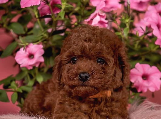 Sağlıklı Aşılı Ve Sosyal Toy Poodle Yavrular  Yeni Yuvalar