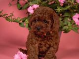 Sağlıklı Aşılı Ve Sosyal Toy Poodle Yavrular  Yeni Yuvalar