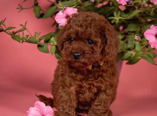 Sağlıklı Aşılı Ve Sosyal Toy Poodle Yavrular  Yeni Yuvalar görsel