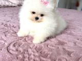 Teacup Kisa Burun Efsane Di̇şi̇