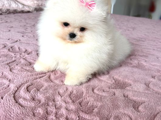 Teacup Kisa Burun Efsane Di̇şi̇ görsel