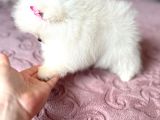 Teacup Kisa Burun Efsane Di̇şi̇