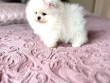 Teacup Kisa Burun Efsane Di̇şi̇