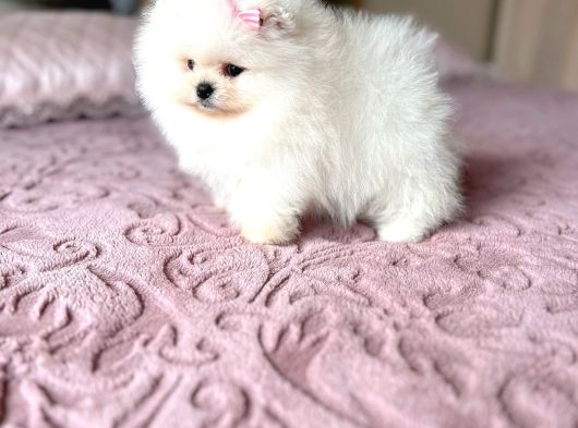 Teacup Kisa Burun Efsane Di̇şi̇ görsel