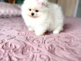 Teacup Kisa Burun Efsane Di̇şi̇