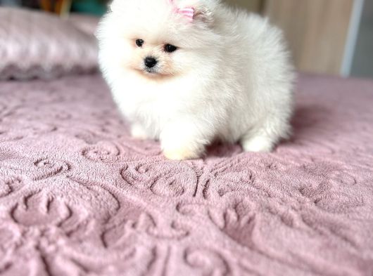 Teacup Kisa Burun Efsane Di̇şi̇ görsel