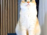 British Shorthair By12 Erkek