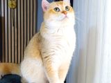 British shorthair by12 erkek