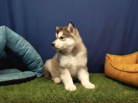 Alaska Malamute  Alaska Kurdu  Yavruları görsel