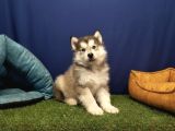 Alaska Malamute  Alaska Kurdu  Yavruları