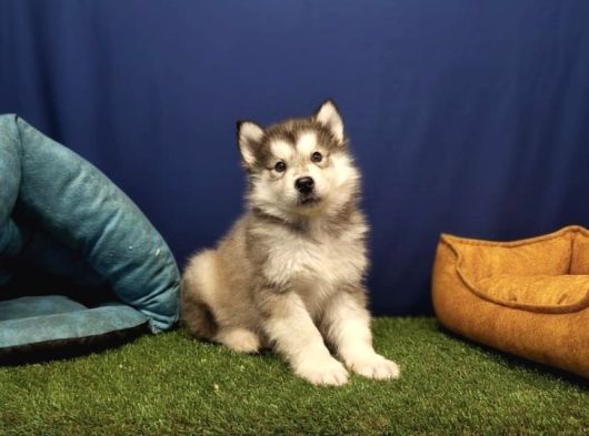 Alaska Malamute  Alaska Kurdu  Yavruları görsel