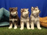 Alaska Malamute  Alaska Kurdu  Yavruları