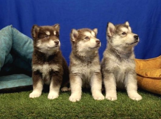 Alaska Malamute  Alaska Kurdu  Yavruları görsel