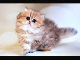 İpeksi Tüyleriyle Blackgolden British Longhair