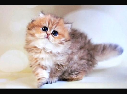 İpeksi Tüyleriyle Blackgolden British Longhair