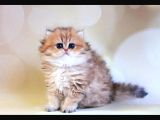 İpeksi Tüyleriyle Blackgolden British Longhair