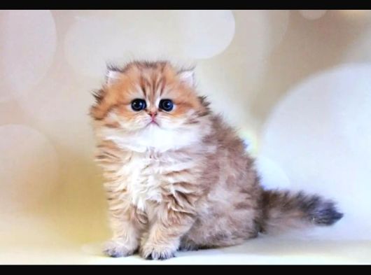 İpeksi Tüyleriyle Blackgolden British Longhair görsel