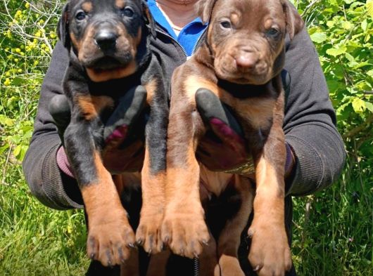 King Doberman Yavrulari Mama Ve Malzeme Kampanya Li