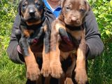 ŞAMPİYON FCI SECERELİ Doberman  Yavrulari