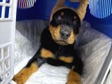 Şampi̇yon Fci Secereli̇ Doberman  Yavrulari