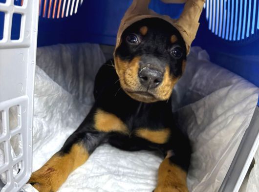 Şampi̇yon Fci Secereli̇ Doberman  Yavrulari görsel