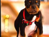 King Doberman Yavrulari Mama Ve Malzeme Kampanya Li