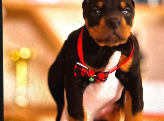 King Doberman Yavrulari Mama Ve Malzeme Kampanya Li görsel