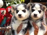 Irk Garanti̇li̇ Si̇bi̇rya Kurdu - Husky Yavrularimiz
