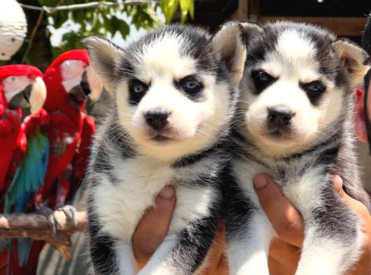 Irk Garanti̇li̇ Si̇bi̇rya Kurdu - Husky Yavrularimiz görsel