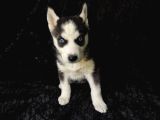 Irk Garanti̇li̇ Si̇bi̇rya Kurdu - Husky Yavrularimiz