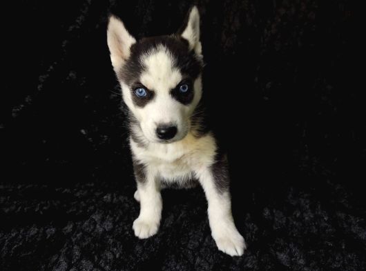 Irk Garanti̇li̇ Si̇bi̇rya Kurdu - Husky Yavrularimiz görsel
