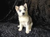 Irk Garanti̇li̇ Si̇bi̇rya Kurdu - Husky Yavrularimiz