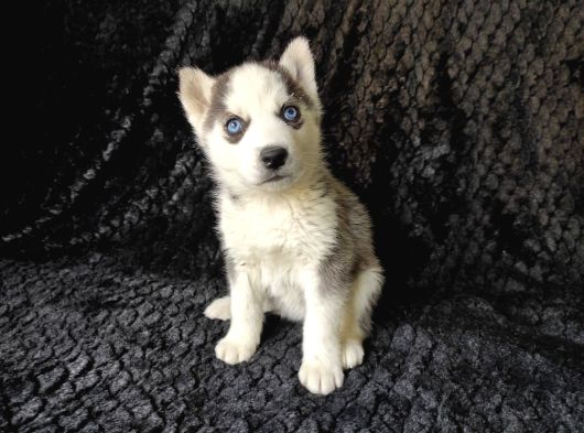 Irk Garanti̇li̇ Si̇bi̇rya Kurdu - Husky Yavrularimiz görsel