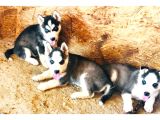 Irk Garanti̇li̇ Si̇bi̇rya Kurdu - Husky Yavrularimiz