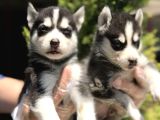 IRK GARANTİLİ SİBİRYA KURDU - HUSKY YAVRULARIMIZ