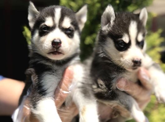 Irk Garanti̇li̇ Si̇bi̇rya Kurdu - Husky Yavrularimiz
