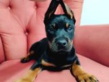 A Kalite Kızıl Ve Siyah Doberman Yavruları