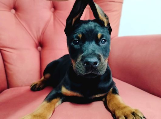 A Kalite Kızıl Ve Siyah Doberman Yavruları görsel