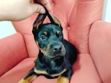A Kalite Kızıl Ve Siyah Doberman Yavruları