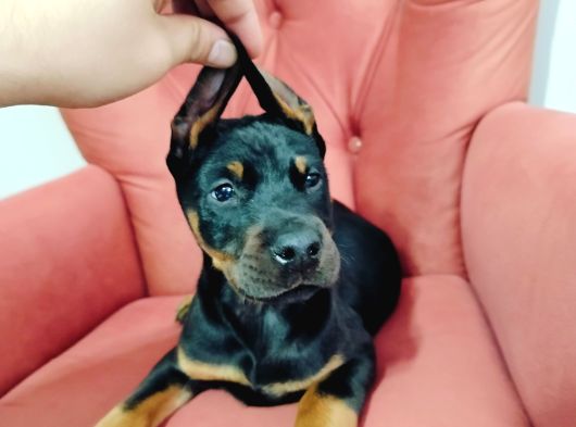 A Kalite Kızıl Ve Siyah Doberman Yavruları görsel