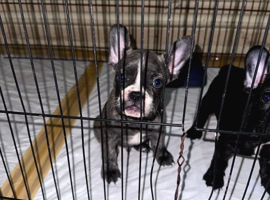 French Buldog Yavrular Ankara görsel