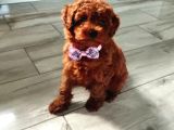 Toy poodle ırkının en güzeli mükemmel yavrular