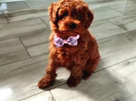 Toy poodle ırkının en güzeli mükemmel yavrular