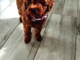 Toy Poodle Irkının En Güzeli Mükemmel Yavrular
