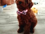 Toy Poodle Irkının En Güzeli Mükemmel Yavrular