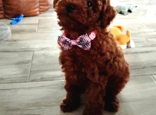 Toy Poodle Irkının En Güzeli Mükemmel Yavrular görsel