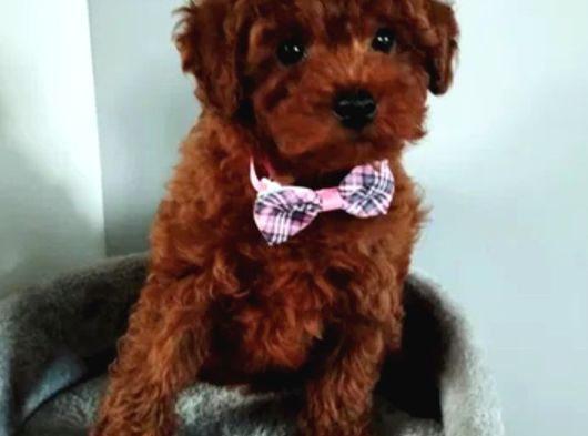 Toy Poodle Irkının En Güzeli Mükemmel Yavrular görsel