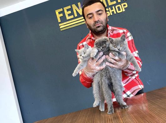 Top Kafa Scottish Fold Yavrulari Fenomen Pet Shop Ankara görsel