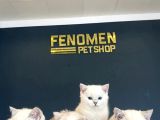 Top Kafa Scottish Fold Yavrulari Fenomen Pet Shop Ankara